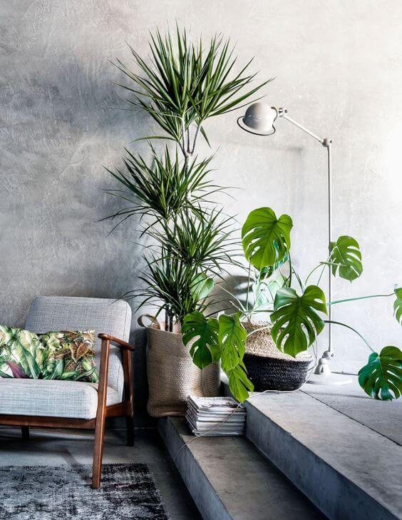 Grote kamerplanten - Ventrio | Interieur & Lifestyle Blog