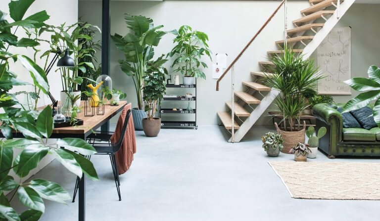 Grote kamerplanten - Ventrio | Interieur & Lifestyle Blog
