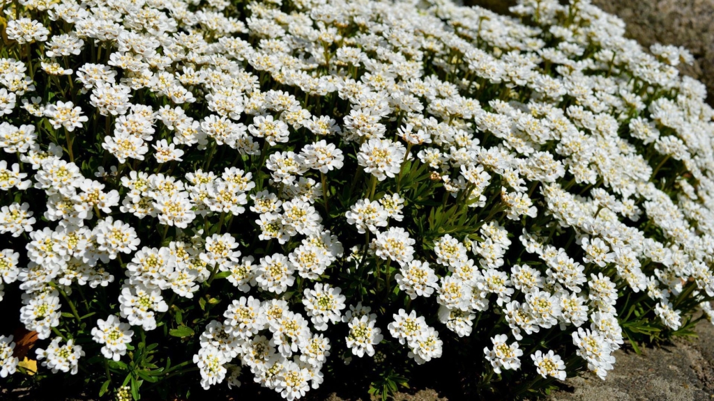 Iberis-sempervirens-scheefbloem